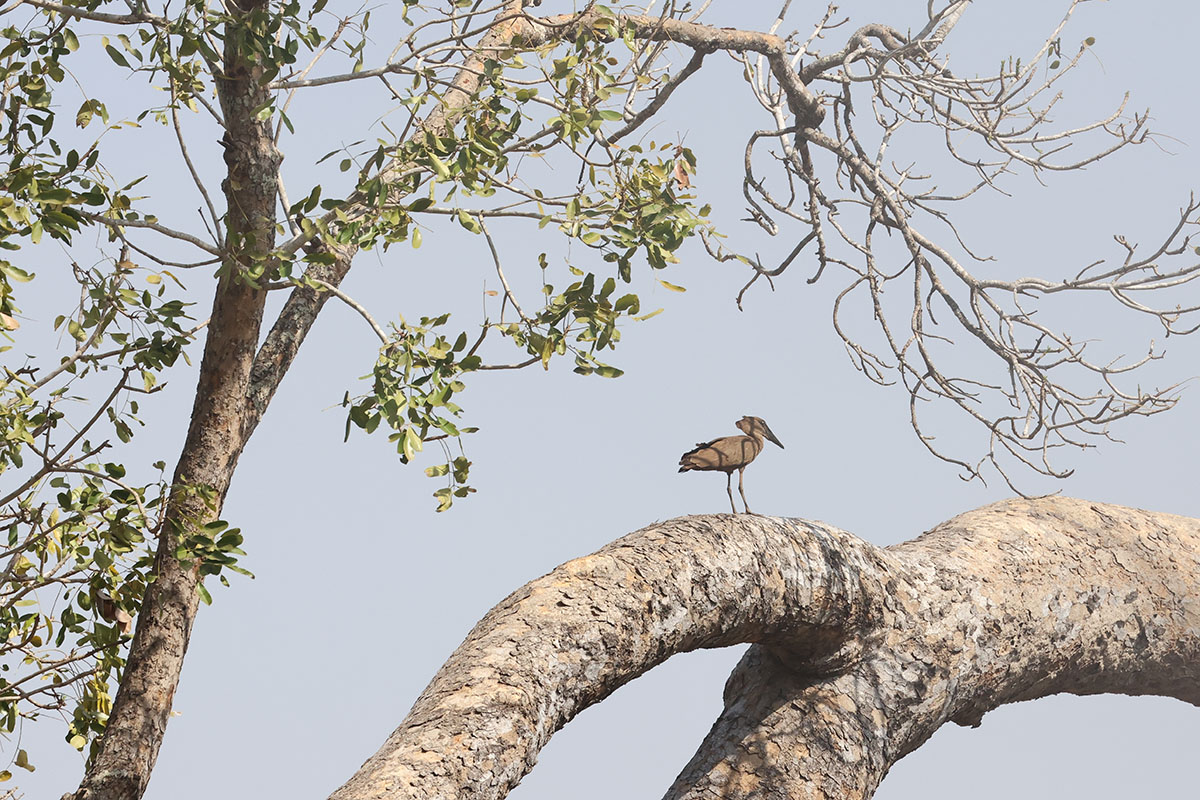 Hamerkop